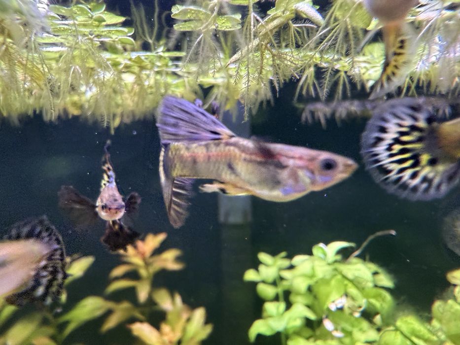Gupik gupiki Galaxy Red Blue Tiger Dumbo pakiet 10 sztuk samców
