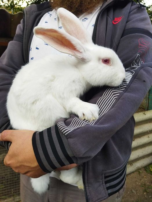 Кролики різного віку