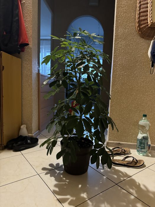 Kwiatek doniczkowy duzy