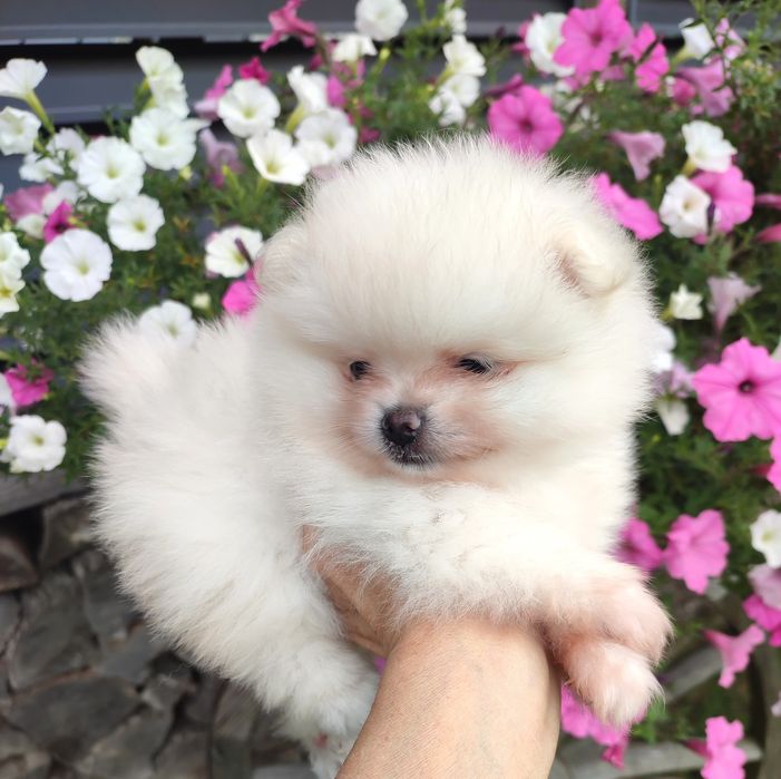FCI Pomeranian Szpic miniaturowy
