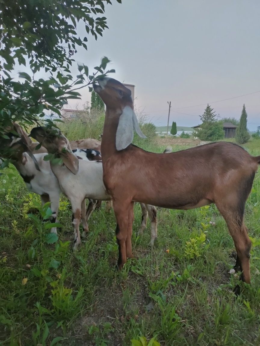 Коза Козичка англо нубійська 100%