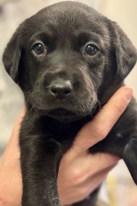 Лабралор щенки мадтчики девочки