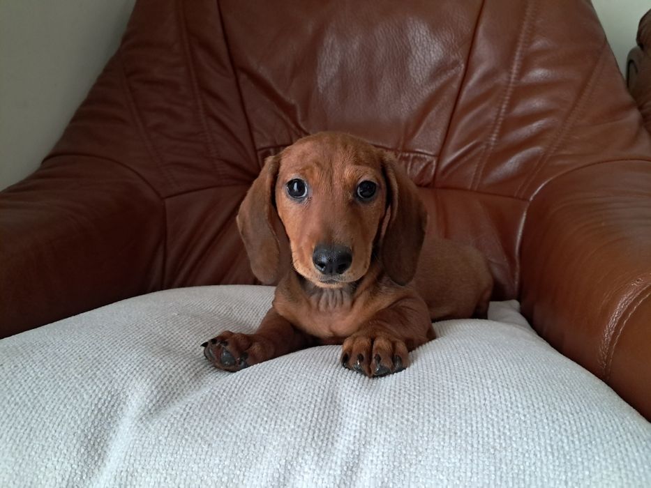 Teckel macho fantastico