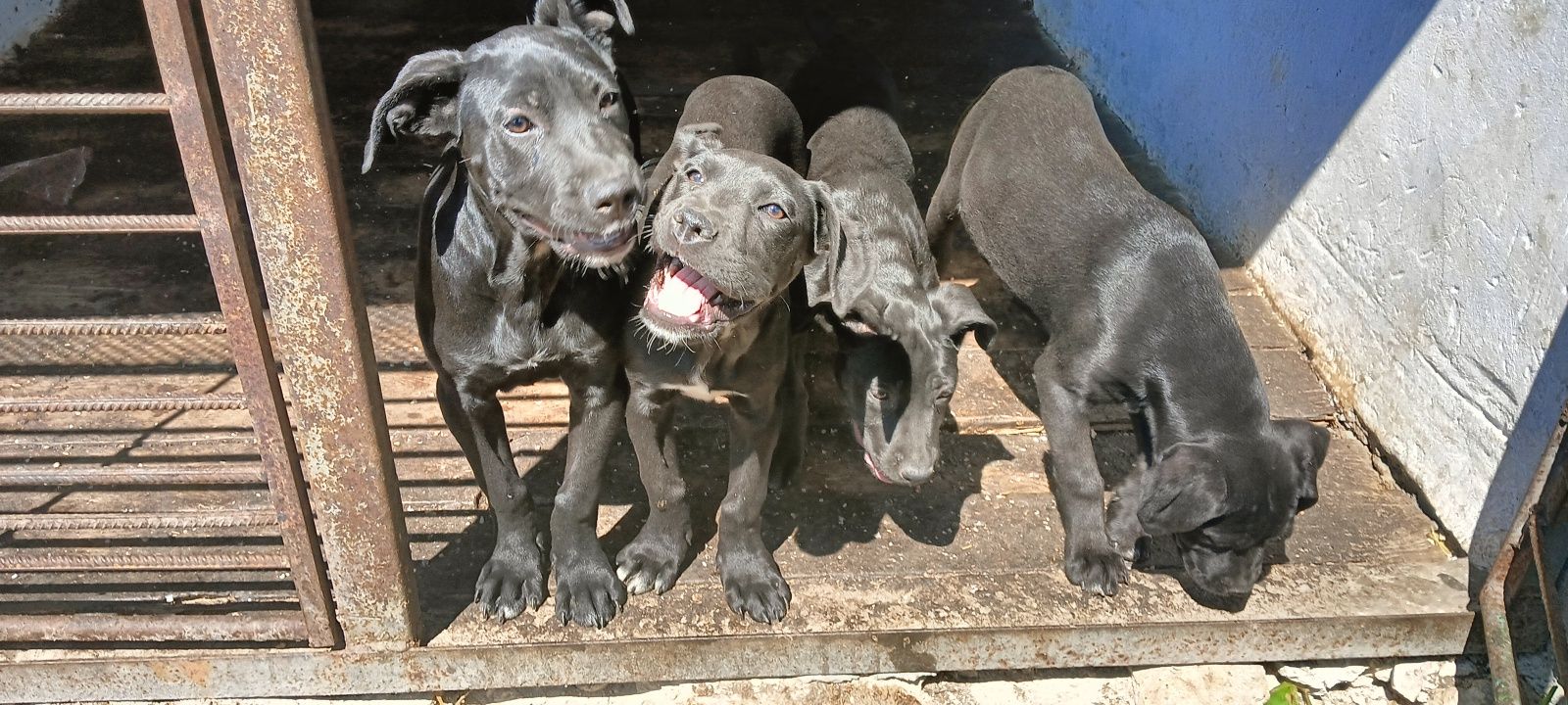 Цуценята Кане корсо