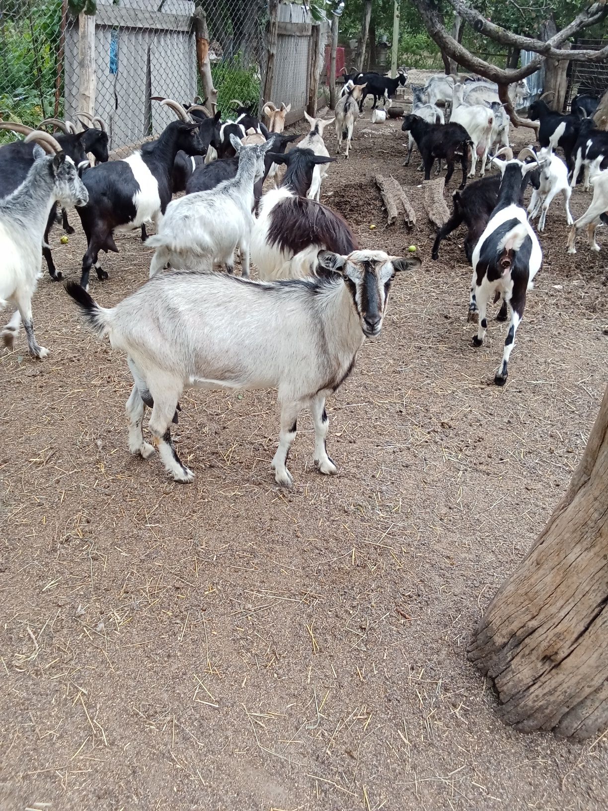 Продам Кози, козинята