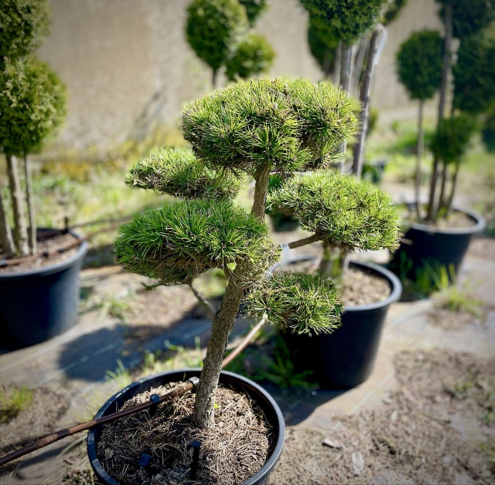 Bonsai Rosliny Formowane