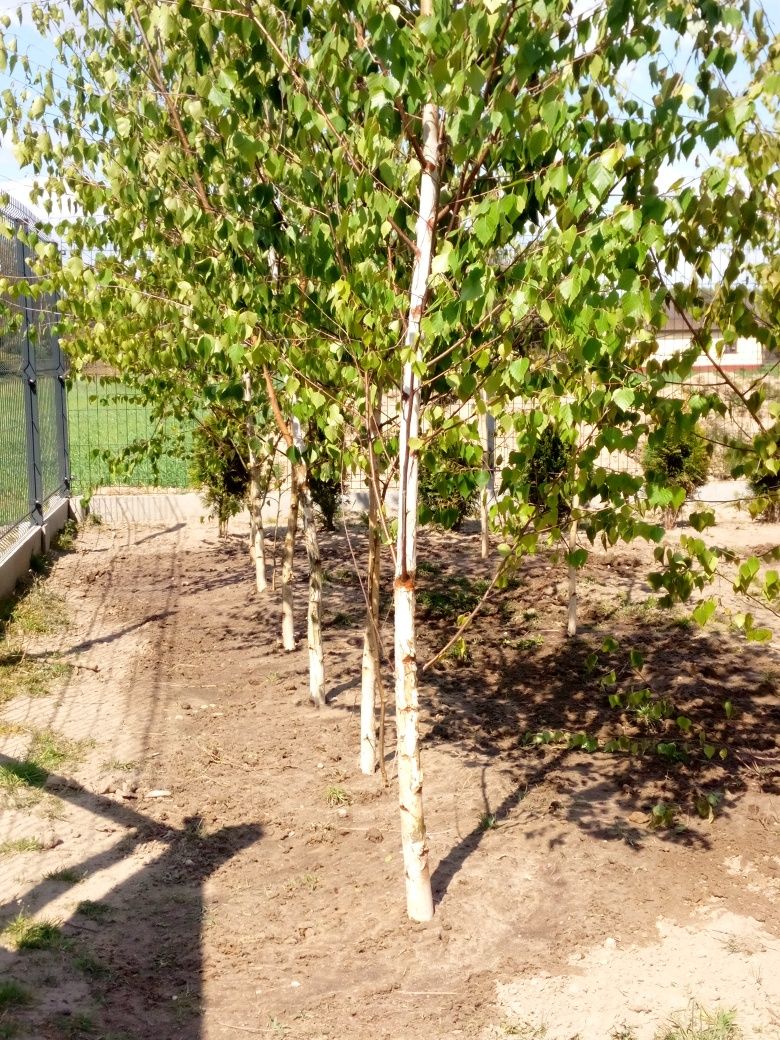 Sadzonki brzozy "Betula Pendula"!!!