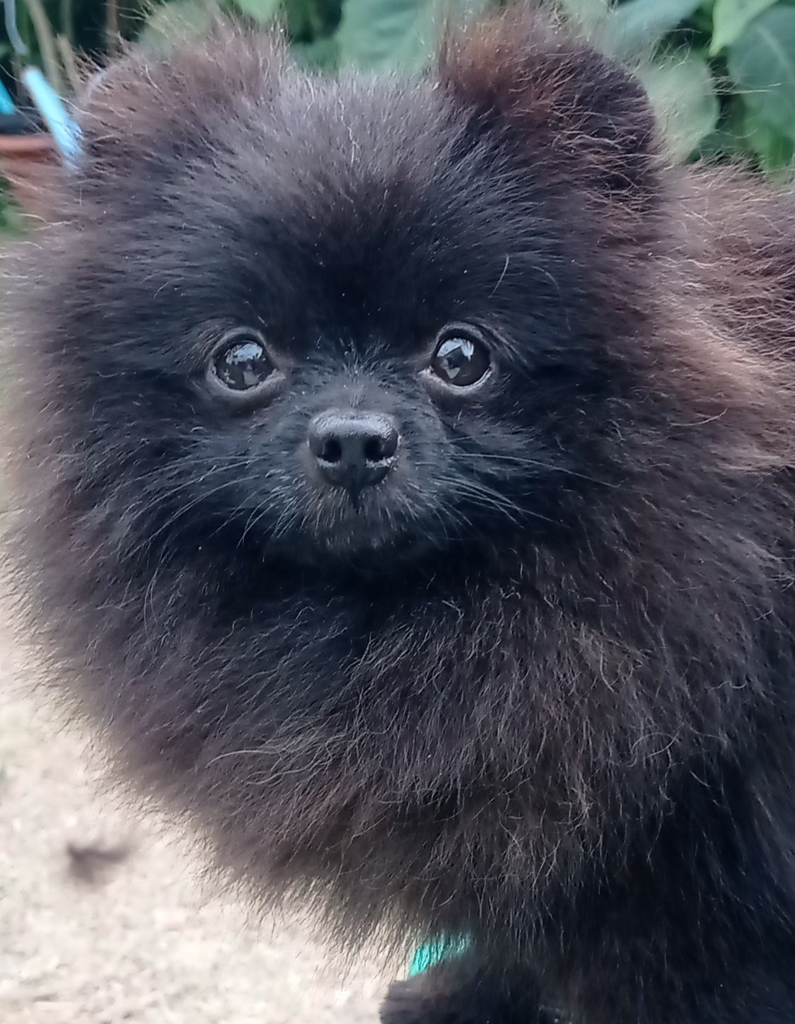 Pomeranian dziewczynka czarna ZKwP FCI