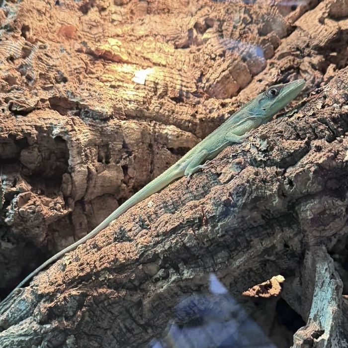 Anolis Equestris - kubański blue pół-roczny Warszawa