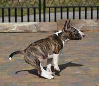 Bulterier Miniaturowy, Miniature Bull Terrier