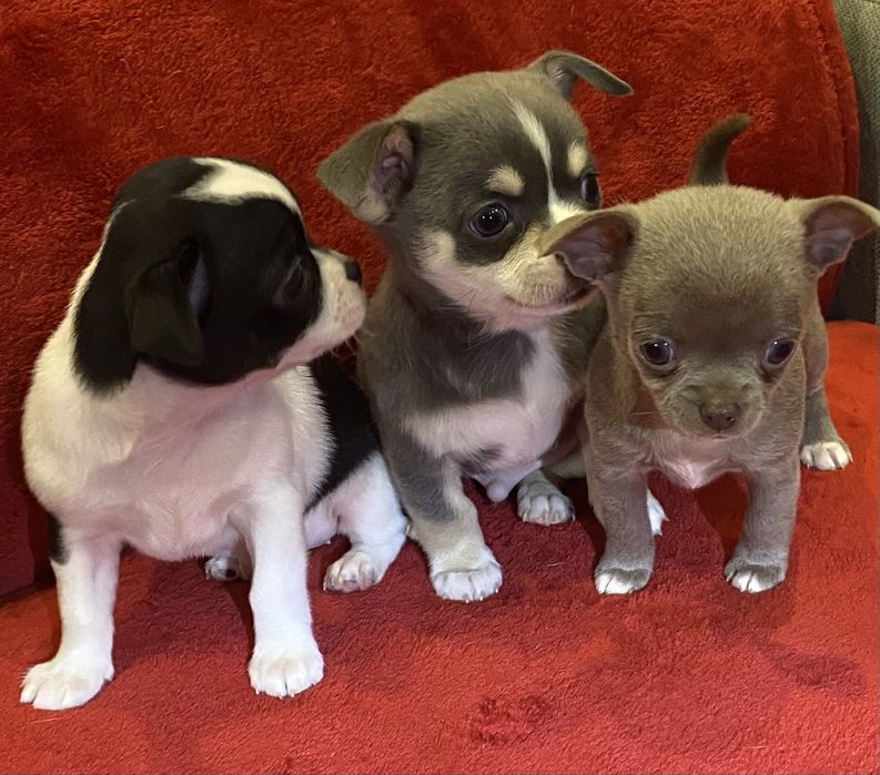 Цуценята чихуахуа