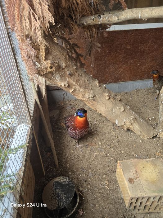 Tragopan Modrolicy ,,Tyminek,,