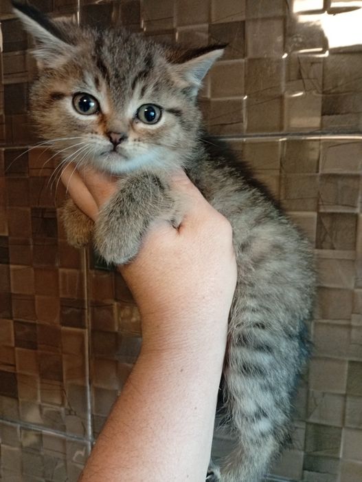 Котята Британские