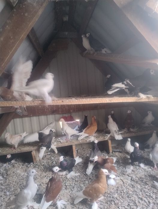 Gołębie ozdobne 24-25r