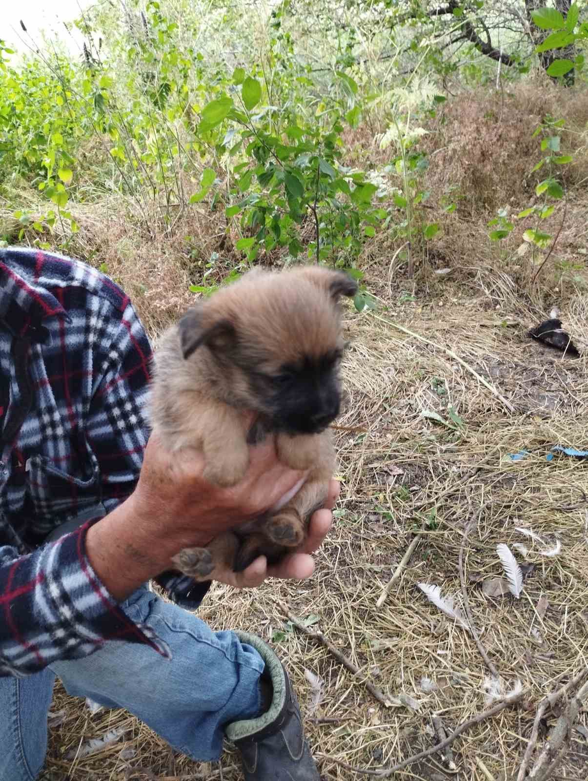 Щенячий патруль в новом составе