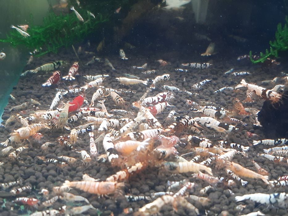 Krewetki caridina mix