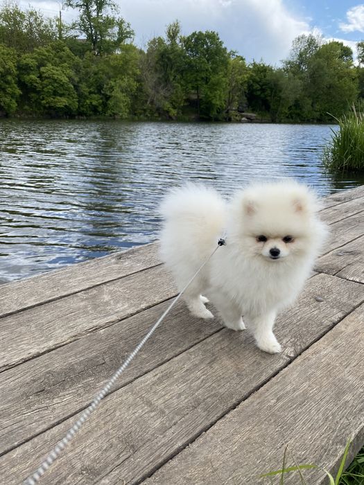 Хлопчик міні шпіц, шукає дівчинку для вязки