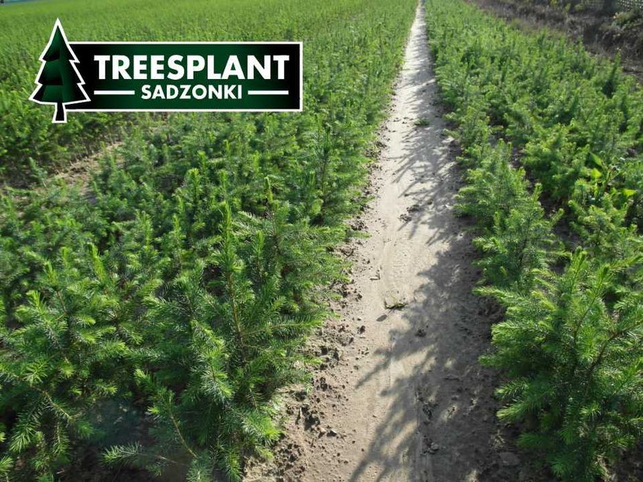 OPOLE Sadzonki Świerk Serbski Omorica 2/1 / jodła kaukaska srebrny