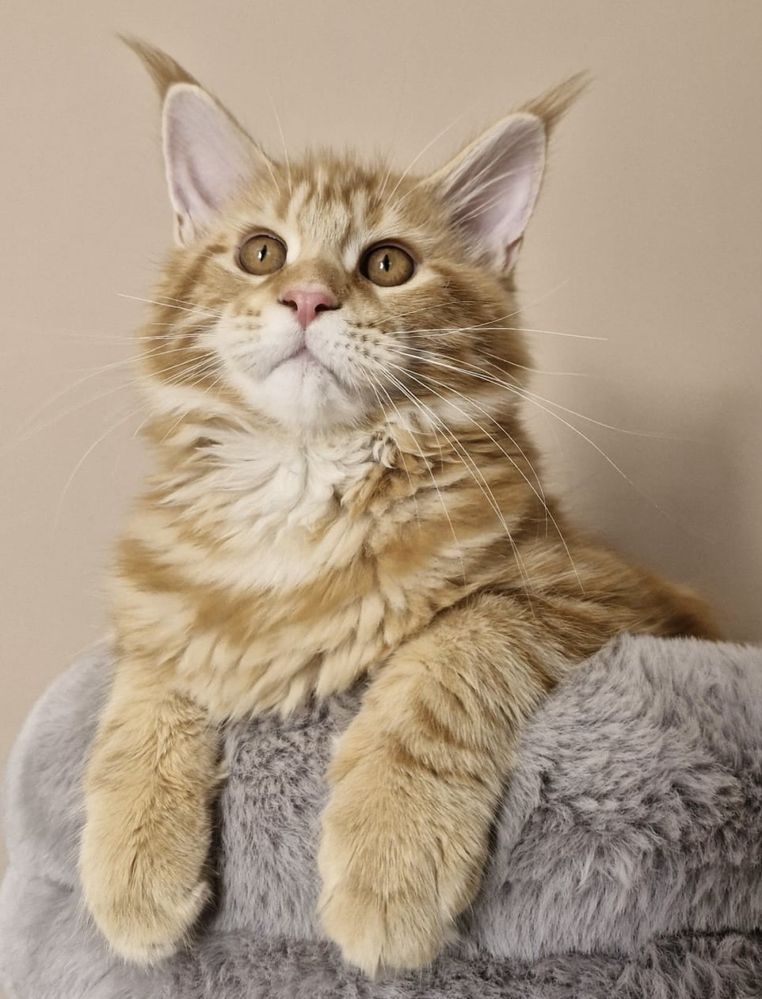 Fêmea Maine Coon - Red Tabby (com LOP)