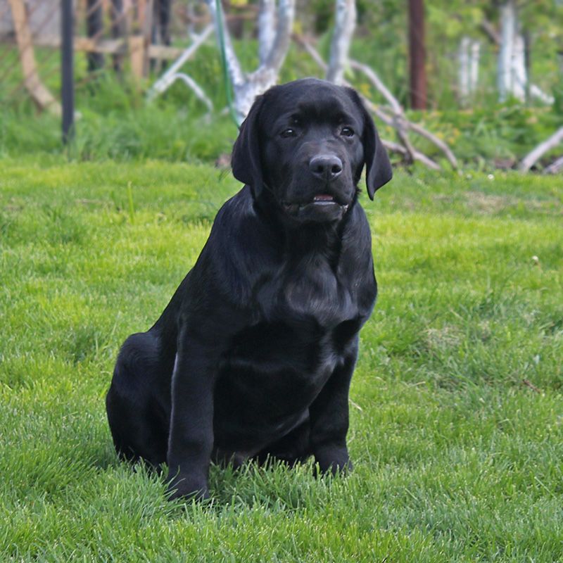 Крутезний чорний хлопчик, 3,5 міс.