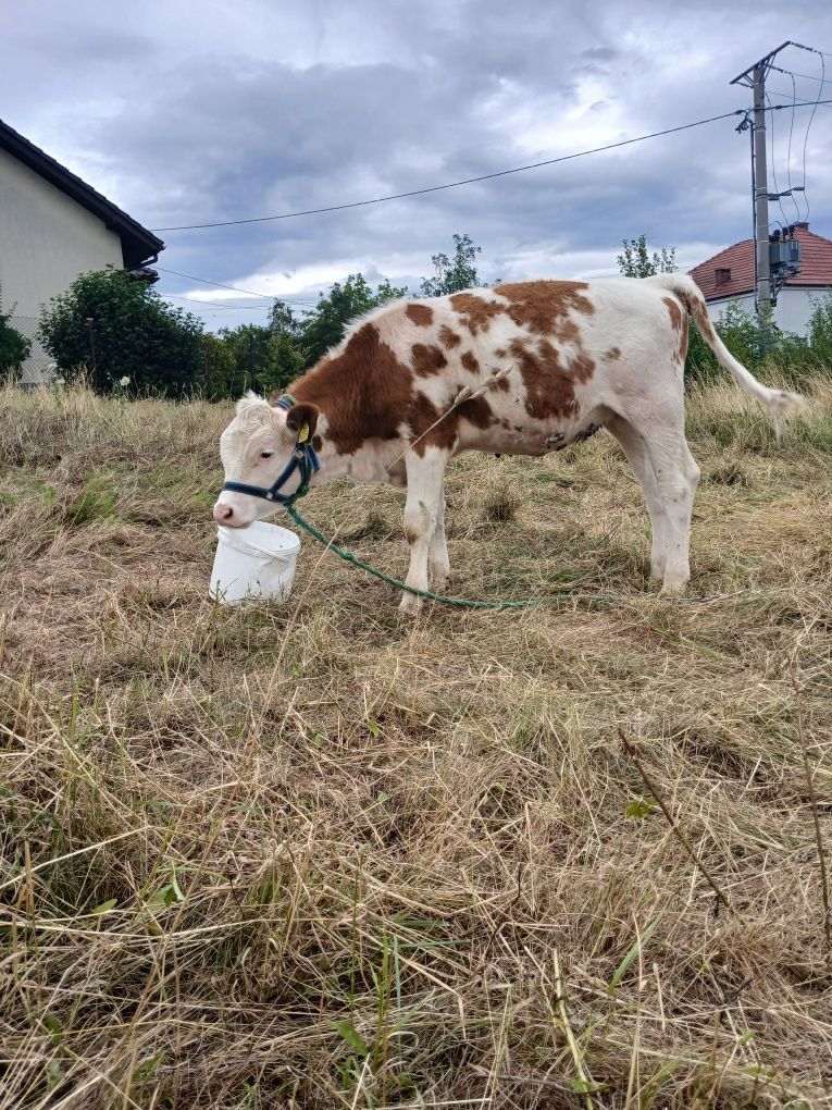 Sprzedam 3 jalowki simental