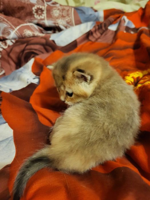 Бронь.Хлопчик золота шиншилла.