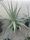 Aloe vera 100% biologicas e sem quimicos (ver descrição)