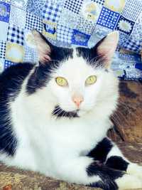 Котик з Херсону, оброблений, кастрований, вакцинований