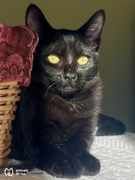 Jackison | Para Adoção