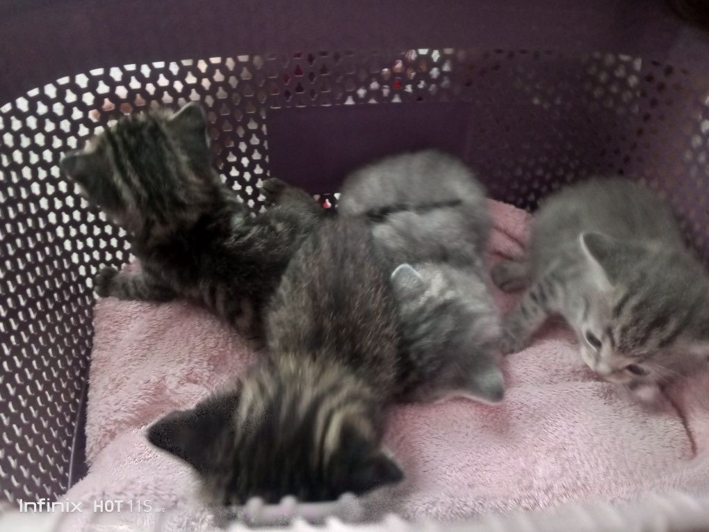 Продам шотландских котят