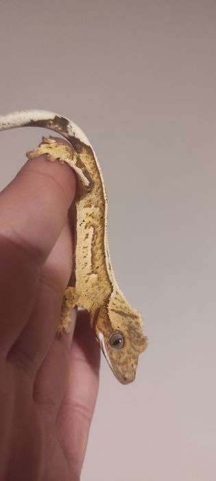 Gekon orzęsiony crested Geckos