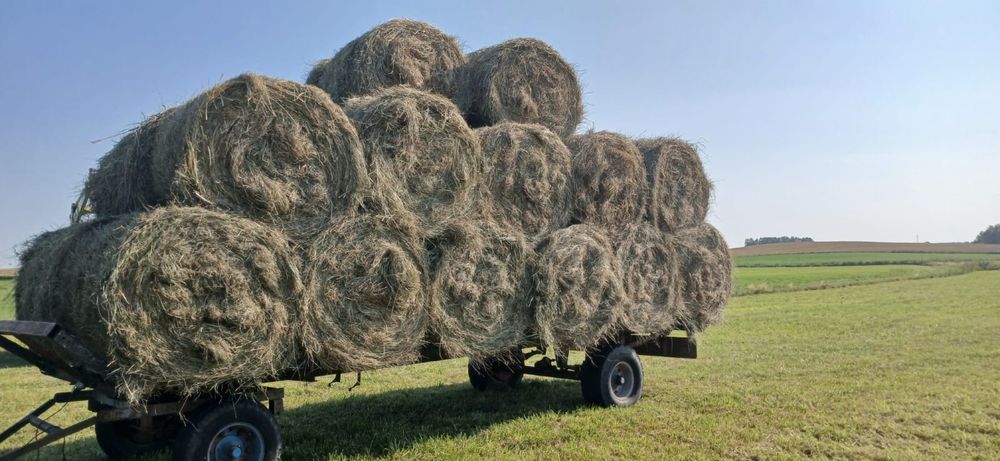 Siano z pierwszego pokosu z łąk polnych