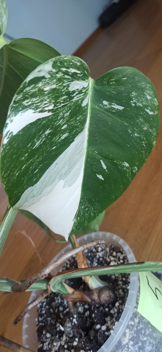 Monstera Veriegata -cała