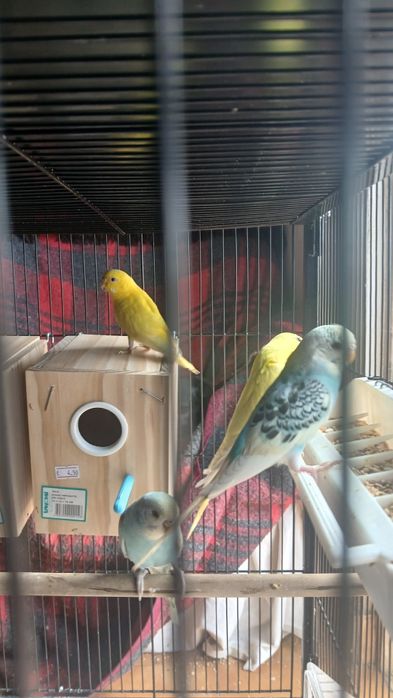 Troco 1 casal de canários por um casal de periquitos