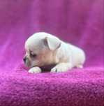 Suczka chihuahua