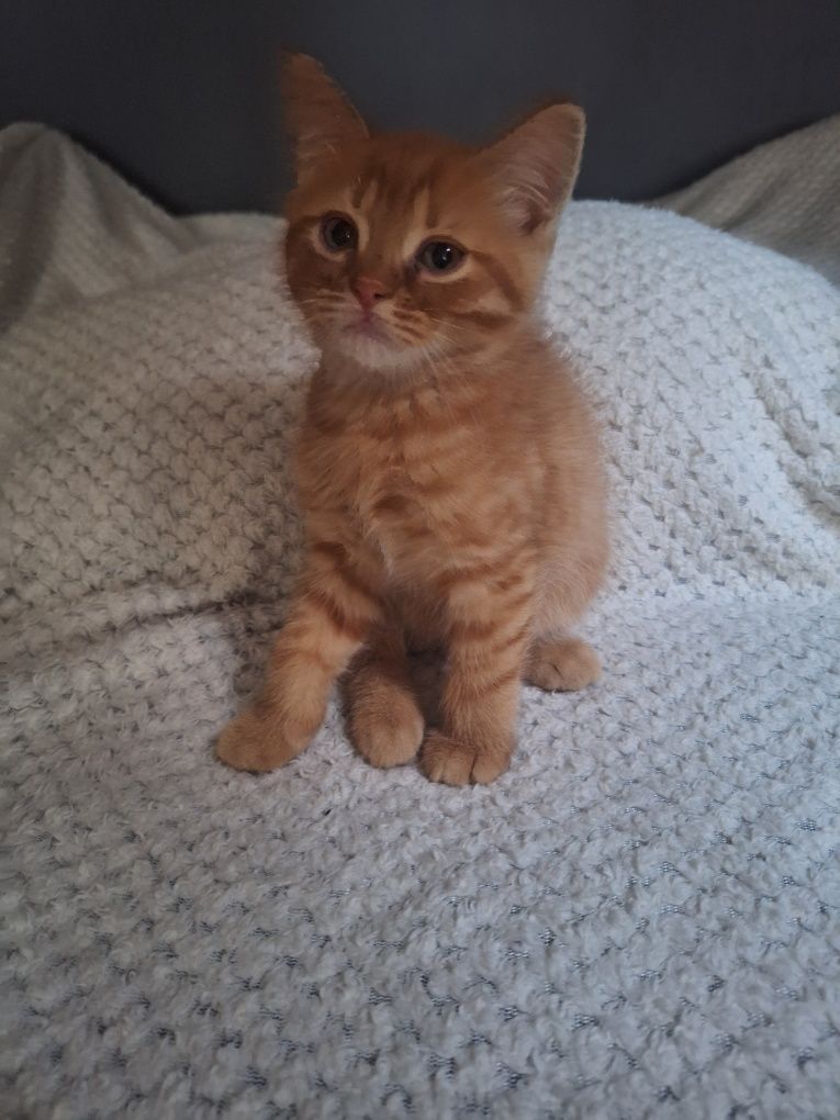 koty do adopcji po Persie mamie
