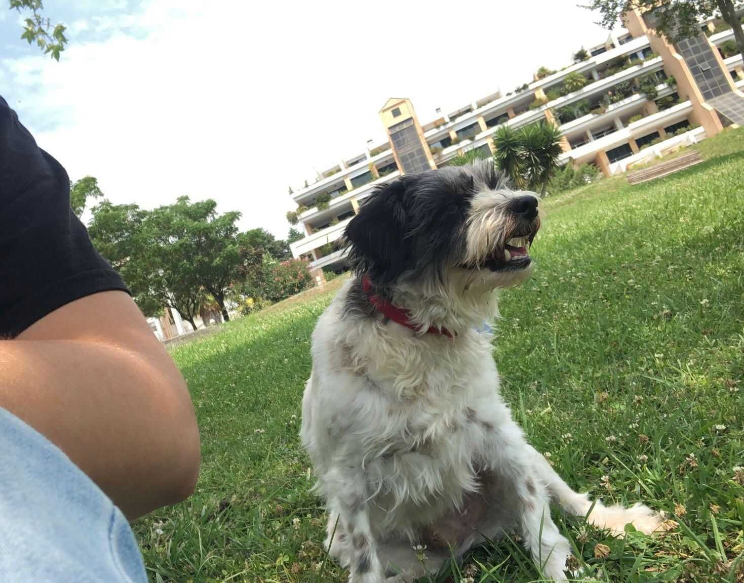 Pet Sitting & Dog Walking Lisboa
