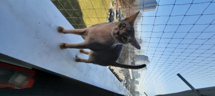 Siatka zabezpieczenie na balkon okno taras dla kota Sprzątanie balkonu