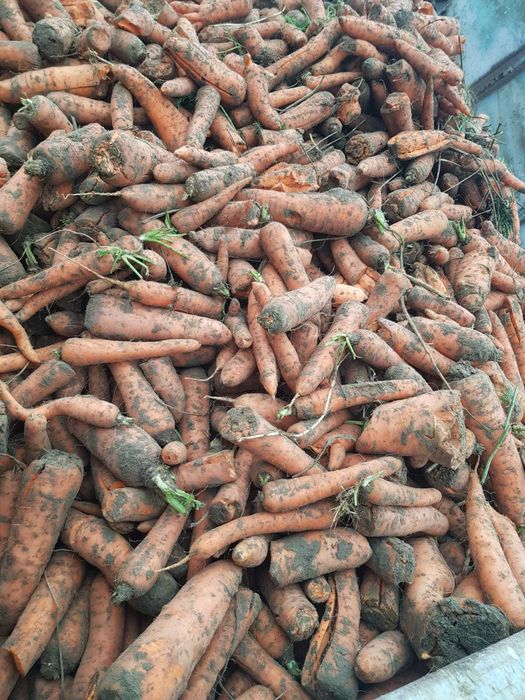 PIĘKNA Marchew bio ekologiczna Nie odpadowa  PASZOWA