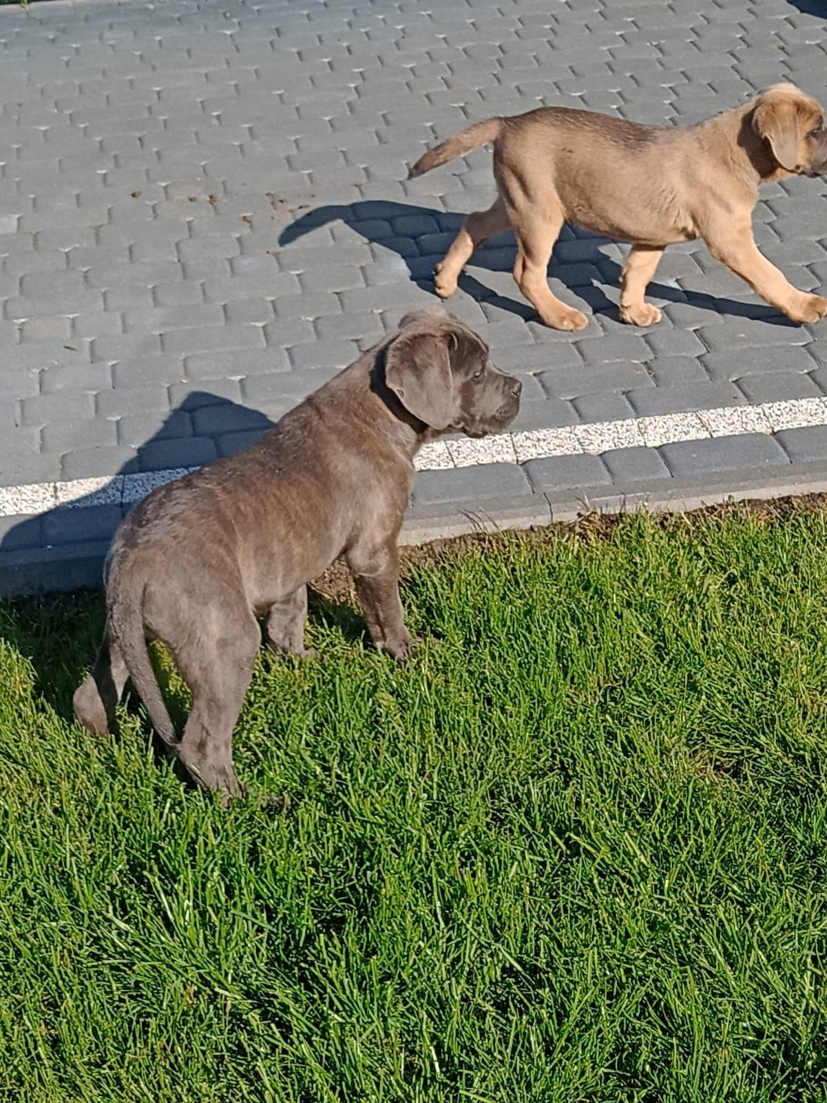 Cane Corso samiec