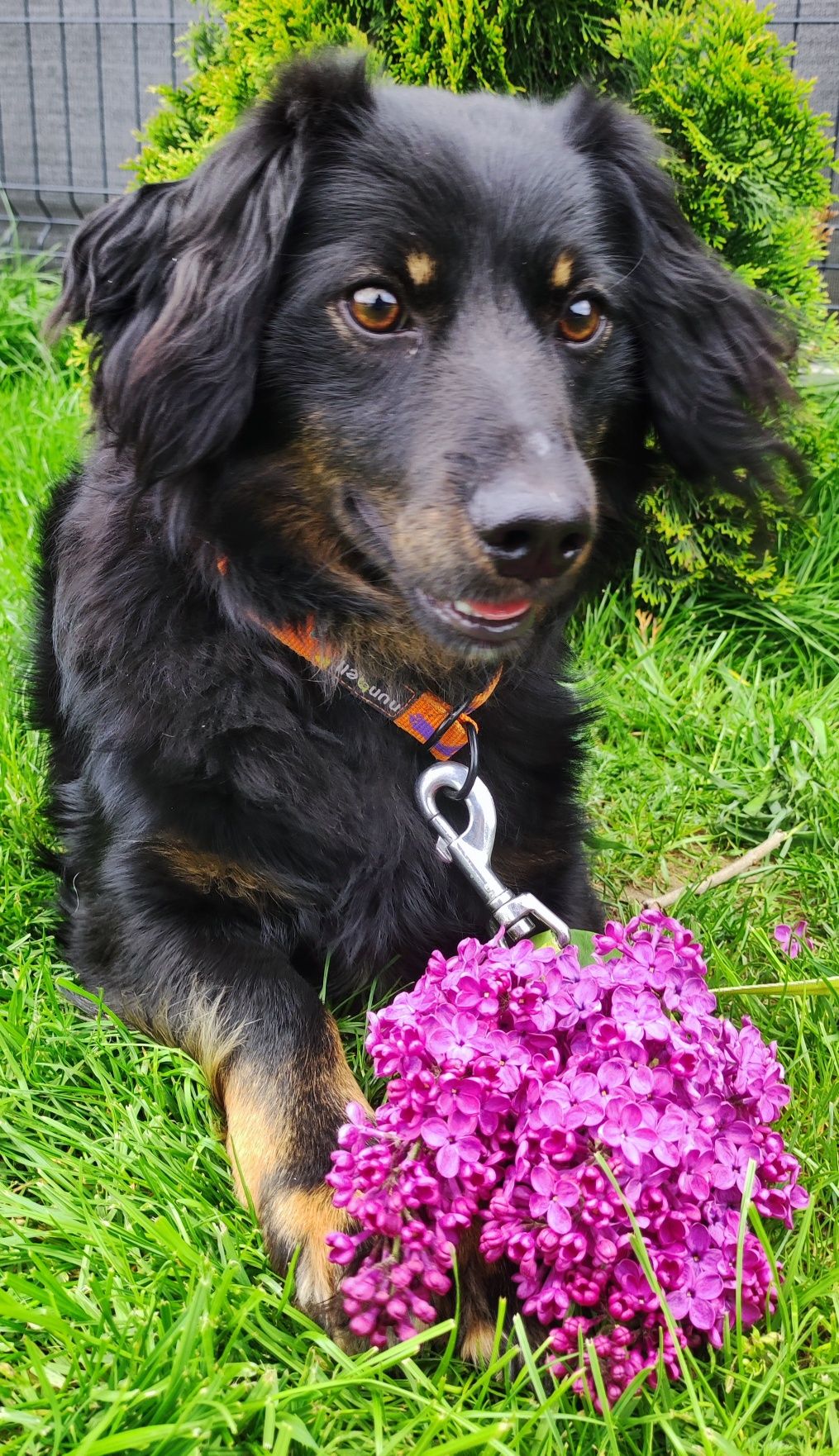 Porzucony jak śmieć piękny młody pies w typie Cocker Spaniel.