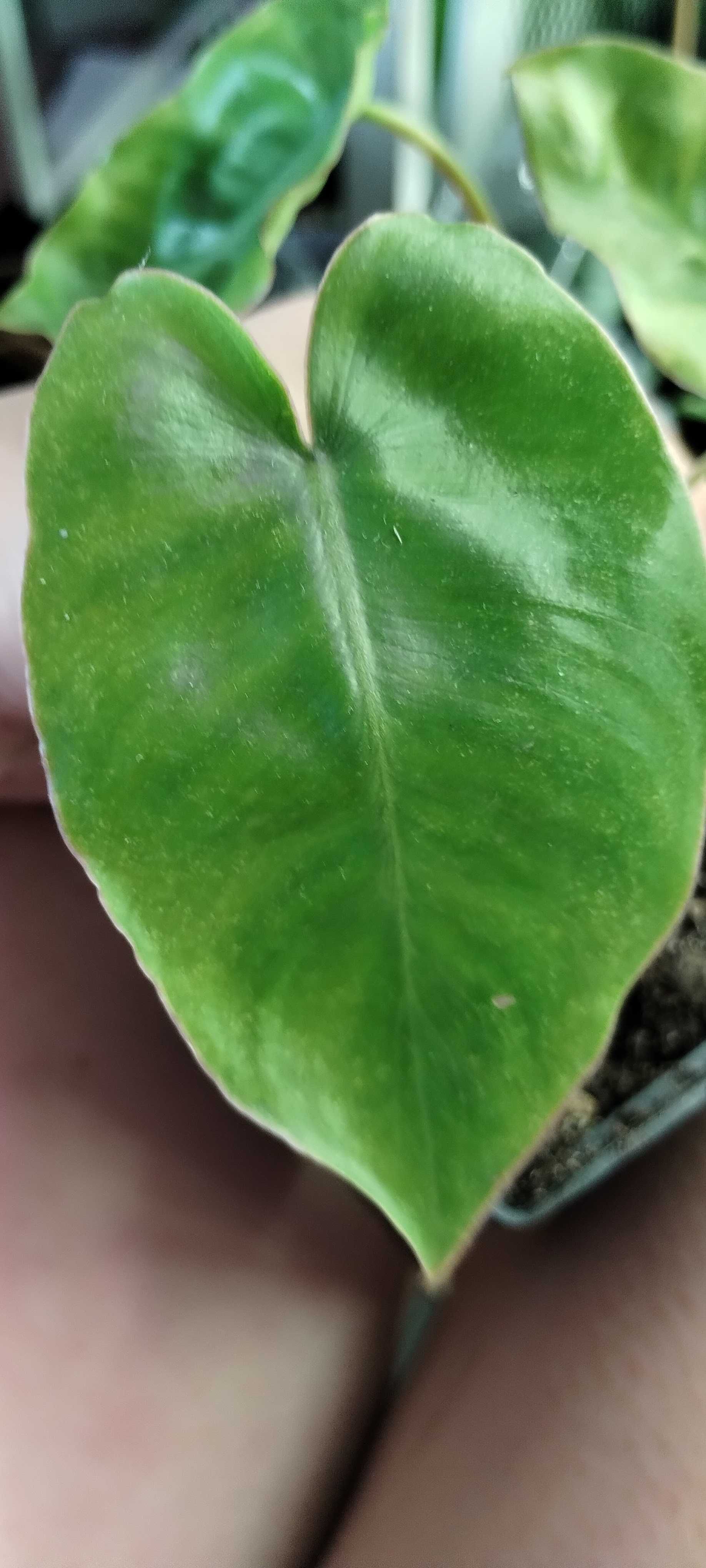 philodendron burle marx regres