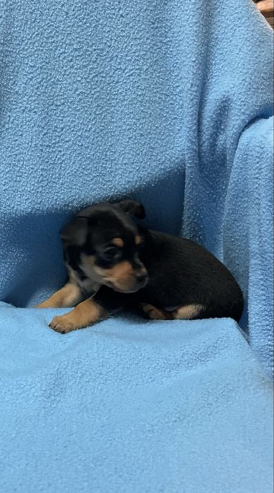 pinscher macho preto afogueado