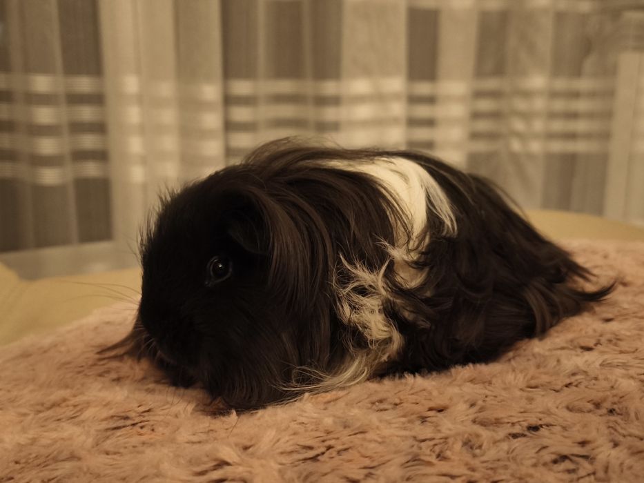 Świnka morska  sheltie z rodowodem rasowy samiec , długowłosy