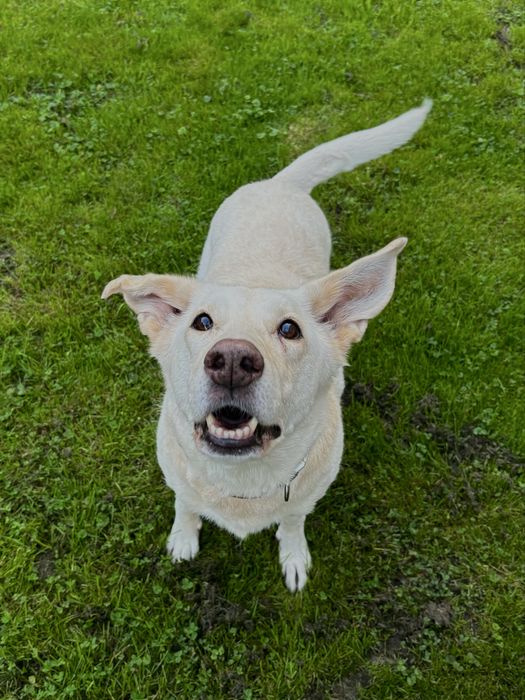 Pilnie oddam psa w dobre ręce