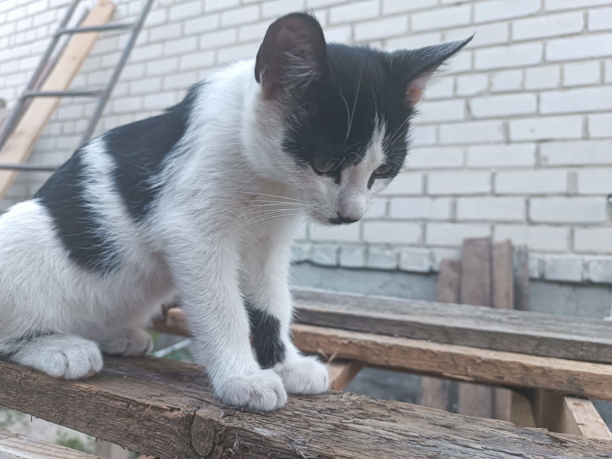 Кошеня для дітей