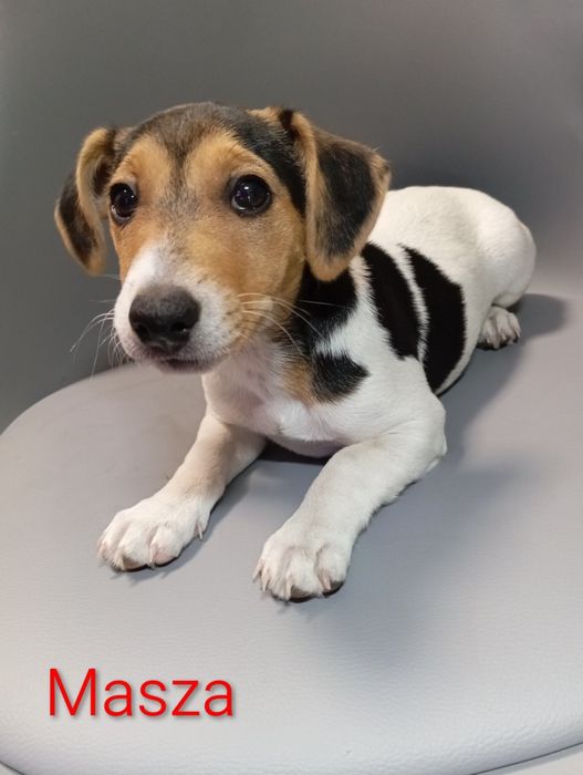 Jack Russell Terrier/ suczka/ Masza