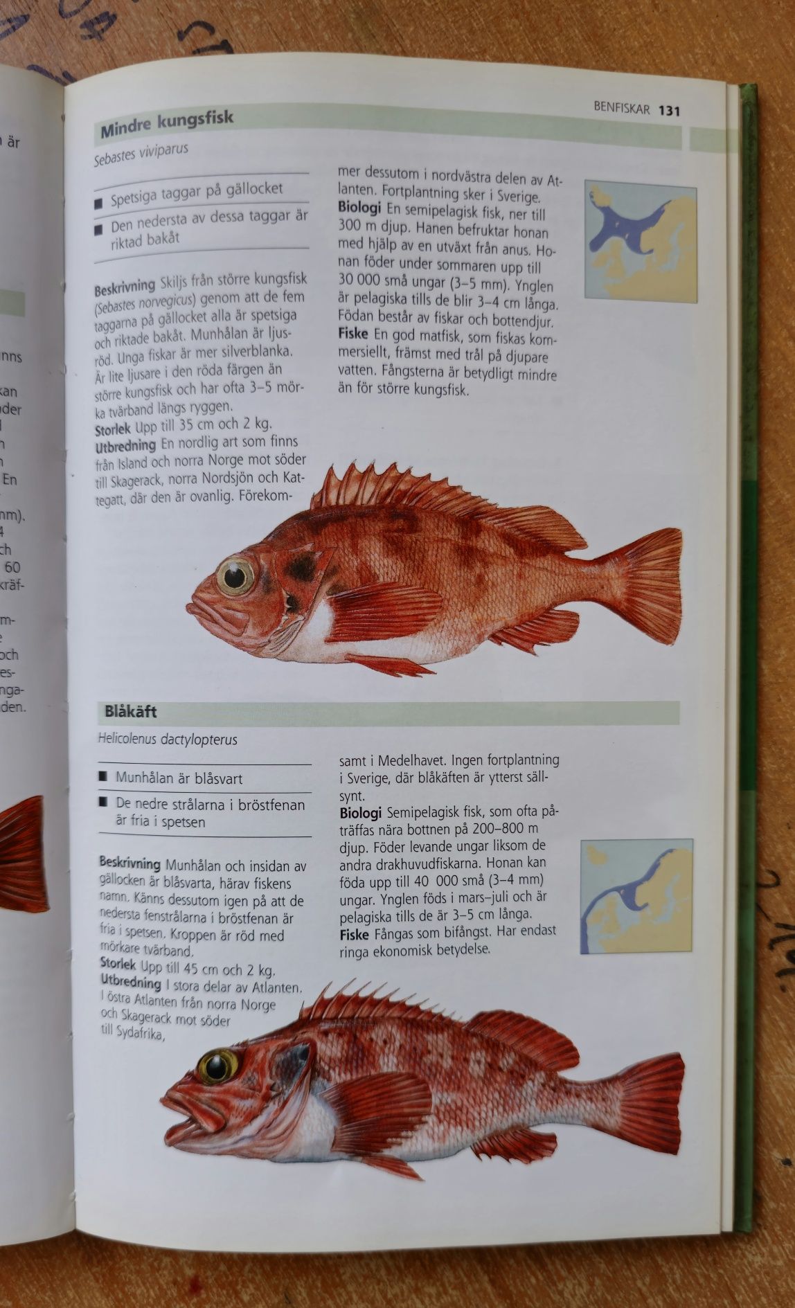 Książka Album Encyklopedia Atlas ryby Europay