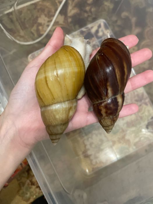 Пара дорослих ахатин