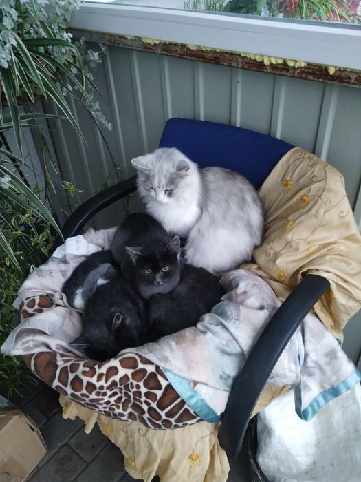 кішки-норвежки оплата договірна